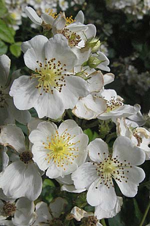 Rosa multiflora \ Vielbltige Rose / Many-Flowered Rose, D Hemsbach 19.5.2007