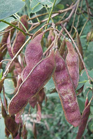 Robinia pseudoacacia \ Robinie / False Acacia, D Eisenberg 27.7.2007