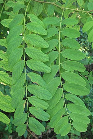 Robinia pseudoacacia \ Robinie / False Acacia, D Weinheim an der Bergstraße 16.8.2007