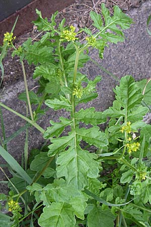 Rorippa palustris \ Gewhnliche Sumpfkresse / Marsh Yellow-Cress, D Karlsruhe 19.7.2008