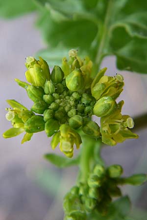 Rorippa palustris \ Gewhnliche Sumpfkresse / Marsh Yellow-Cress, D Karlsruhe 19.7.2008