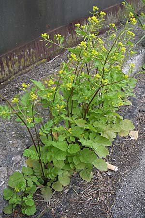 Rorippa palustris \ Gewhnliche Sumpfkresse / Marsh Yellow-Cress, D Karlsruhe 19.7.2008