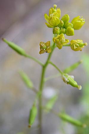 Rorippa palustris \ Gewhnliche Sumpfkresse / Marsh Yellow-Cress, D Karlsruhe 19.7.2008