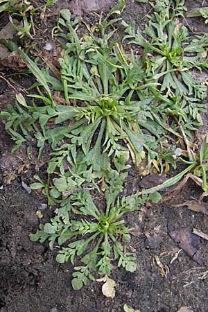 Rorippa sylvestris \ Wilde Sumpfkresse / Creeping Yellow-Cress, D Mannheim 23.11.2008