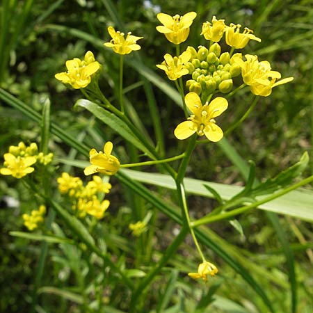 Rorippa sylvestris \ Wilde Sumpfkresse / Creeping Yellow-Cress, D Lampertheim 16.5.2009