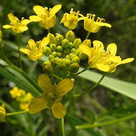 Rorippa sylvestris \ Wilde Sumpfkresse / Creeping Yellow-Cress, D Lampertheim 16.5.2009