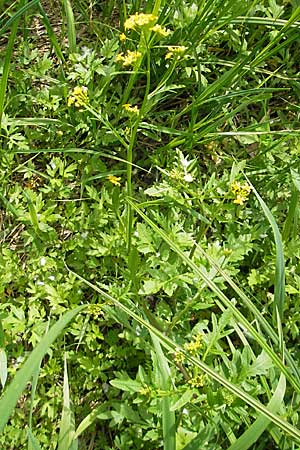 Rorippa x anceps \ Niederliegende Sumpfkresse / Hybrid Yellow-Cress, D Lampertheim 16.5.2009