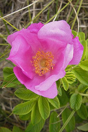 Rosa rugosa \ Kartoffel-Rose / Japanese Rose, D Fehmarn 3.8.2009