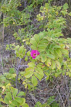Rosa rugosa \ Kartoffel-Rose / Japanese Rose, D Fehmarn 3.8.2009
