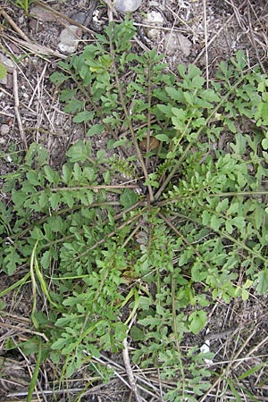 Rorippa sylvestris \ Wilde Sumpfkresse / Creeping Yellow-Cress, D Mannheim 2.10.2009
