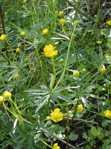 Ranunculus opimus \ Stattlicher Gold-Hahnenfu, Feister Gold-Hahnenfu / Portly Goldilocks, D Günzburg 8.5.2010