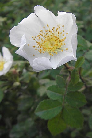 Rosa corymbifera \ Hecken-Rose / Thicket Dog Rose, D Heppenheim 10.6.2010