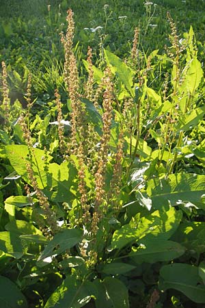 Rumex obtusifolius subsp. transiens \ Mittlerer Stumpfblatt-Ampfer / Intermediate Broad-Leaved Dock, D Östringen 1.9.2011