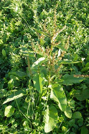 Rumex obtusifolius subsp. transiens \ Mittlerer Stumpfblatt-Ampfer / Intermediate Broad-Leaved Dock, D Östringen 1.9.2011