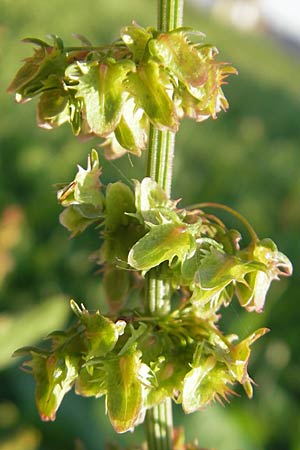 Rumex obtusifolius subsp. transiens \ Mittlerer Stumpfblatt-Ampfer / Intermediate Broad-Leaved Dock, D Östringen 1.9.2011