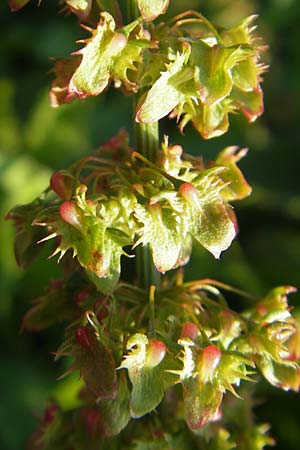 Rumex obtusifolius subsp. transiens \ Mittlerer Stumpfblatt-Ampfer / Intermediate Broad-Leaved Dock, D Östringen 1.9.2011
