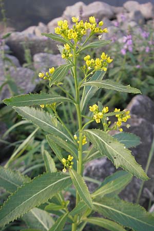 Rorippa austriaca \ sterreicher Sumpfkresse / Austrian Yellow-Cress, D Mannheim 20.9.2011