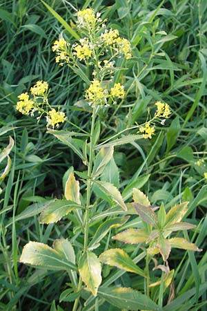 Rorippa austriaca \ sterreicher Sumpfkresse / Austrian Yellow-Cress, D Mannheim 20.9.2011