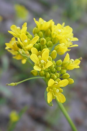 Rorippa austriaca \ sterreicher Sumpfkresse / Austrian Yellow-Cress, D Altrip 1.5.2012