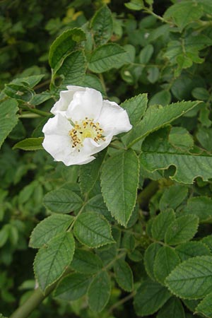 Rosa corymbifera \ Hecken-Rose / Thicket Dog Rose, D Schlossböckelheim 31.5.2012