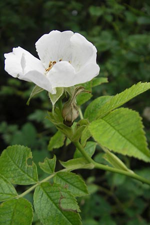 Rosa corymbifera \ Hecken-Rose / Thicket Dog Rose, D Schlossböckelheim 31.5.2012