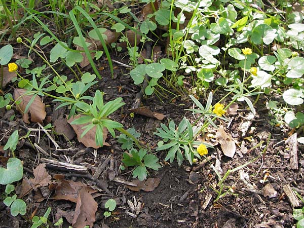 Ranunculus suborbicularis \ Scheibenblttriger Gold-Hahnenfu / Disk-Leaved Goldilocks, D Thüringen Weimar, Webicht 6.5.2013