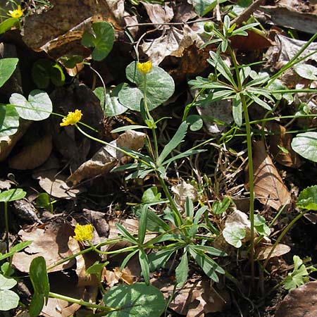 Ranunculus suborbicularis \ Scheibenblttriger Gold-Hahnenfu / Disk-Leaved Goldilocks, D Thüringen Weimar, Webicht 6.5.2013