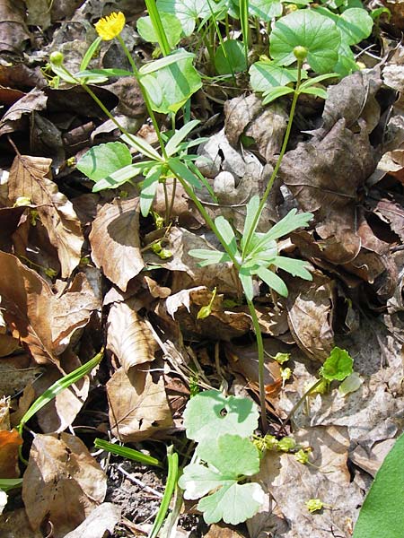 Ranunculus suborbicularis \ Scheibenblttriger Gold-Hahnenfu / Disk-Leaved Goldilocks, D Thüringen Weimar, Webicht 6.5.2013