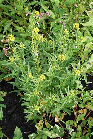 Erysimum cheiranthoides \ Acker-Schterich, Acker-Schotendotter / Treacle Mustard, D Groß-Gerau 4.7.2013