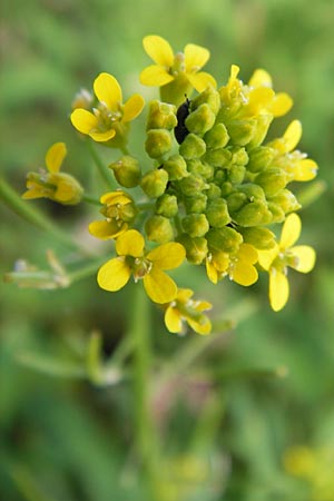 Erysimum cheiranthoides \ Acker-Schterich, Acker-Schotendotter / Treacle Mustard, D Groß-Gerau 4.7.2013