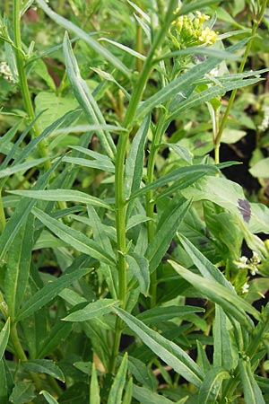 Erysimum cheiranthoides \ Acker-Schterich, Acker-Schotendotter / Treacle Mustard, D Groß-Gerau 4.7.2013