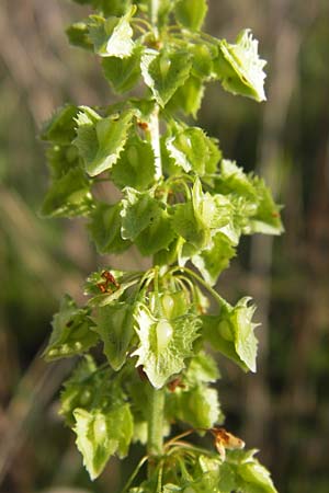 Rumex obtusifolius subsp. sylvestris \ stlicher Stumpfblatt-Ampfer / Eastern Broad-Leaved Dock, D Worms 4.9.2013