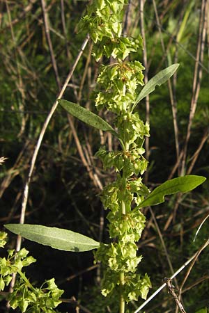 Rumex obtusifolius subsp. sylvestris \ stlicher Stumpfblatt-Ampfer / Eastern Broad-Leaved Dock, D Worms 4.9.2013