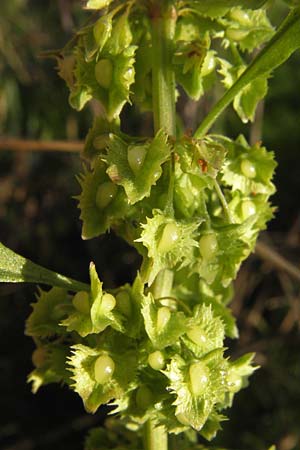 Rumex obtusifolius subsp. sylvestris \ stlicher Stumpfblatt-Ampfer / Eastern Broad-Leaved Dock, D Worms 4.9.2013