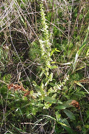 Rumex obtusifolius subsp. sylvestris \ stlicher Stumpfblatt-Ampfer / Eastern Broad-Leaved Dock, D Worms 4.9.2013