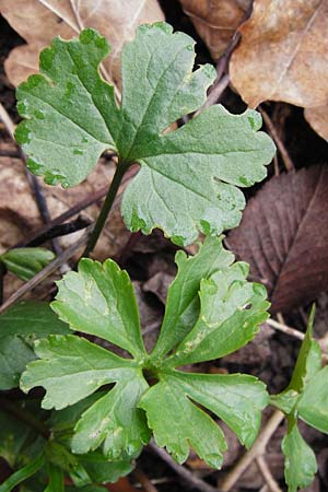 Ranunculus pseudopimus \ Unechter Stattlicher Gold-Hahnenfu� / False Portly Goldilocks, D Th&uuml;ringen, Weimar 28.3.2014