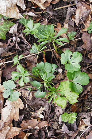Ranunculus pseudopimus \ Unechter Stattlicher Gold-Hahnenfu� / False Portly Goldilocks, D Th&uuml;ringen, Weimar 28.3.2014