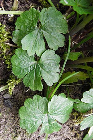 Ranunculus pseudopimus \ Unechter Stattlicher Gold-Hahnenfu� / False Portly Goldilocks, D Th&uuml;ringen Weimar, Historischer Friedhof 28.3.2014