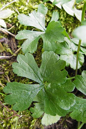 Ranunculus pseudopimus \ Unechter Stattlicher Gold-Hahnenfu� / False Portly Goldilocks, D Th&uuml;ringen Weimar, Historischer Friedhof 28.3.2014