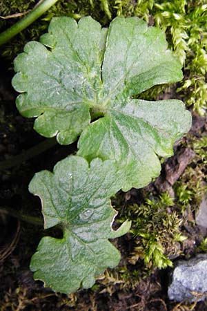 Ranunculus pseudopimus \ Unechter Stattlicher Gold-Hahnenfu� / False Portly Goldilocks, D Th&uuml;ringen Weimar, Historischer Friedhof 28.3.2014