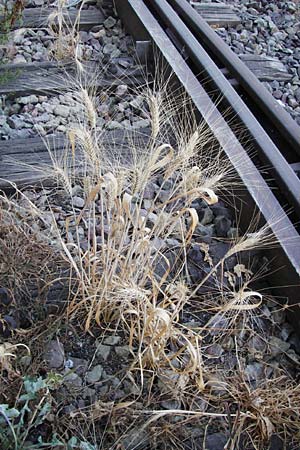 Hordeum vulgare \ Brau-Gerste, Mehrzeilige Gerste / Six-Rowed Barley, D Mannheim 3.7.2014