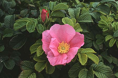 Rosa rugosa \ Kartoffel-Rose / Japanese Rose, D Helgoland 18.8.1980