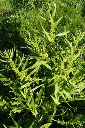 Rumex maritimus \ Ufer-Ampfer / Golden Dock, D Mannheim 10.9.2013