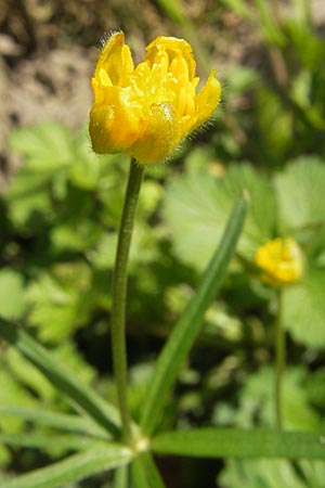 Ranunculus hirsutulus \ Flaum-Gold-Hahnenfu� / Fluffy Goldilocks, D Bruchsal 9.4.2011
