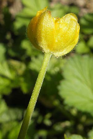 Ranunculus hirsutulus \ Flaum-Gold-Hahnenfu� / Fluffy Goldilocks, D Bruchsal 9.4.2011