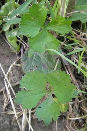 Ranunculus hirsutulus \ Flaum-Gold-Hahnenfu� / Fluffy Goldilocks, D Bruchsal 9.4.2011