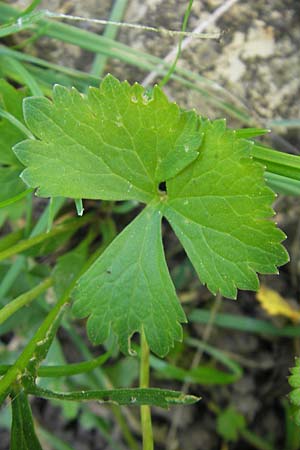Ranunculus hirsutulus \ Flaum-Gold-Hahnenfu� / Fluffy Goldilocks, D Bruchsal 9.4.2011