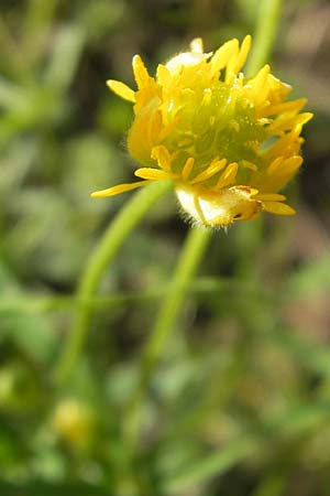 Ranunculus hirsutulus \ Flaum-Gold-Hahnenfu� / Fluffy Goldilocks, D Bruchsal 9.4.2011