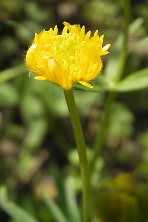 Ranunculus hirsutulus \ Flaum-Gold-Hahnenfu� / Fluffy Goldilocks, D Bruchsal 9.4.2011