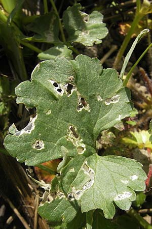Ranunculus hirsutulus \ Flaum-Gold-Hahnenfu� / Fluffy Goldilocks, D Bruchsal 9.4.2011